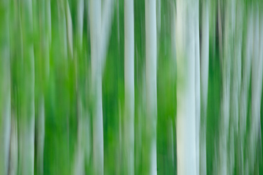 An aspen grove in Colorado.